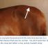 Jumping Ahead of the Competition! -A properly fitting saddle is key to your horseâ€™s back health!  